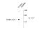 Gamma-Aminobutyric Acid Type A Receptor Beta3 Subunit antibody, TA309136, Origene, Western Blot image 