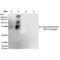 Malondialdehyde antibody, LS-C775647, Lifespan Biosciences, Western Blot image 