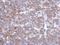 Hemopexin antibody, GTX112519, GeneTex, Immunohistochemistry paraffin image 