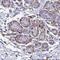 Solute Carrier Family 35 Member B1 antibody, NBP2-31677, Novus Biologicals, Immunohistochemistry frozen image 