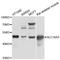 Solute Carrier Family 16 Member 3 antibody, abx126561, Abbexa, Western Blot image 