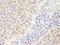 Symplekin antibody, IHC-00531, Bethyl Labs, Immunohistochemistry frozen image 