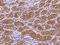 Peroxisomal Biogenesis Factor 13 antibody, 200680-T08, Sino Biological, Immunohistochemistry paraffin image 