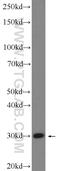 Prostaglandin E Synthase 2 antibody, 10881-1-AP, Proteintech Group, Western Blot image 