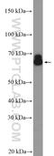 Protein Disulfide Isomerase Like, Testis Expressed antibody, 26305-1-AP, Proteintech Group, Western Blot image 