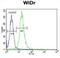 WD Repeat Domain 5B antibody, abx026057, Abbexa, Flow Cytometry image 