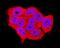PTPRS antibody, PA5-47487, Invitrogen Antibodies, Immunocytochemistry image 