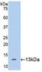 Hepcidin Antimicrobial Peptide antibody, LS-C710761, Lifespan Biosciences, Western Blot image 