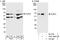 Pleiotropic Regulator 1 antibody, A301-940A, Bethyl Labs, Western Blot image 