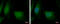 Density Regulated Re-Initiation And Release Factor antibody, GTX115106, GeneTex, Immunofluorescence image 