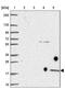 Glycosylphosphatidylinositol Anchored High Density Lipoprotein Binding Protein 1 antibody, PA5-64273, Invitrogen Antibodies, Western Blot image 