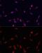 Yes Associated Protein 1 antibody, GTX64338, GeneTex, Immunofluorescence image 