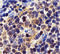 Baculoviral IAP repeat-containing protein 5 antibody, 2237, QED Bioscience, Immunohistochemistry paraffin image 