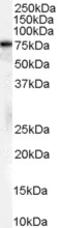 Heat Shock Protein Family A (Hsp70) Member 8 antibody, EB07295, Everest Biotech, Western Blot image 