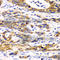 Ribophorin I antibody, A6726, ABclonal Technology, Immunohistochemistry paraffin image 