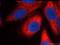 Fragile X Mental Retardation 1 antibody, 13755-1-AP, Proteintech Group, Immunofluorescence image 
