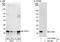 Cytochrome c oxidase subunit 4 isoform 1, mitochondrial antibody, A301-899A, Bethyl Labs, Western Blot image 