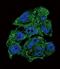 Olfactomedin Like 2B antibody, orb256736, Biorbyt, Immunofluorescence image 
