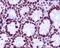 Histone Cluster 1 H2A Family Member E antibody, M16777-1, Boster Biological Technology, Immunohistochemistry frozen image 