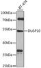 Dual Specificity Phosphatase 10 antibody, 23-714, ProSci, Western Blot image 