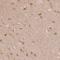 Phospholipase C Beta 1 antibody, NBP2-38220, Novus Biologicals, Immunohistochemistry frozen image 