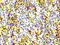 Adhesion G Protein-Coupled Receptor E5 antibody, CSB-RA004972A0HU, Cusabio, Immunohistochemistry paraffin image 