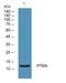 Prothymosin Alpha antibody, A02738, Boster Biological Technology, Western Blot image 