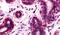 G Protein-Coupled Receptor Class C Group 5 Member A antibody, PA5-33798, Invitrogen Antibodies, Immunohistochemistry frozen image 