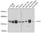 Vav Guanine Nucleotide Exchange Factor 2 antibody, GTX66569, GeneTex, Western Blot image 