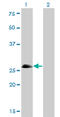 Achaete-Scute Family BHLH Transcription Factor 1 antibody, LS-C196697, Lifespan Biosciences, Western Blot image 