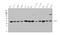 Mitogen-Activated Protein Kinase Kinase 3 antibody, PA1377, Boster Biological Technology, Western Blot image 