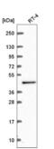 CWC27 Spliceosome Associated Cyclophilin antibody, NBP2-56438, Novus Biologicals, Western Blot image 