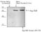 Heat Shock Protein Family A (Hsp70) Member 6 antibody, A05402, Boster Biological Technology, Western Blot image 