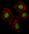 Zinc Finger And SCAN Domain Containing 26 antibody, LS-C157418, Lifespan Biosciences, Immunofluorescence image 