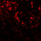 Beclin 2 antibody, 7989, ProSci Inc, Immunofluorescence image 