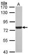 Heat Shock Protein Family A (Hsp70) Member 8 antibody, LS-C109332, Lifespan Biosciences, Western Blot image 