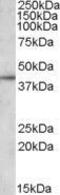 Apolipoprotein L3 antibody, GTX88512, GeneTex, Western Blot image 