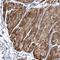 Nudix Hydrolase 9 antibody, HPA036917, Atlas Antibodies, Immunohistochemistry paraffin image 