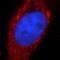 Protein Tyrosine Phosphatase Non-Receptor Type 6 antibody, FNab07853, FineTest, Immunofluorescence image 