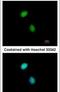 DNA Polymerase Epsilon 3, Accessory Subunit antibody, PA5-30743, Invitrogen Antibodies, Immunofluorescence image 