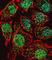 Teashirt Zinc Finger Homeobox 2 antibody, abx032471, Abbexa, Western Blot image 