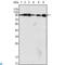 Dynamin 1 antibody, LS-C812573, Lifespan Biosciences, Immunohistochemistry paraffin image 