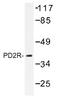 Prostaglandin D2 receptor antibody, AP01440PU-N, Origene, Western Blot image 