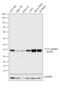 Tyrosine 3-Monooxygenase/Tryptophan 5-Monooxygenase Activation Protein Gamma antibody, PA5-29690, Invitrogen Antibodies, Western Blot image 