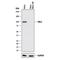 Nibrin antibody, AF1573, R&D Systems, Western Blot image 