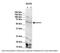 Chaperonin Containing TCP1 Subunit 5 antibody, 26-932, ProSci, Immunofluorescence image 