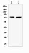 Glucuronidase Beta antibody, A02234-2, Boster Biological Technology, Western Blot image 