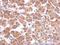 Calcium Voltage-Gated Channel Auxiliary Subunit Beta 4 antibody, GTX100202, GeneTex, Immunohistochemistry paraffin image 