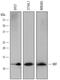 Macrophage Migration Inhibitory Factor antibody, AF1978, R&D Systems, Western Blot image 