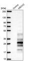 Mesenchyme Homeobox 2 antibody, PA5-62841, Invitrogen Antibodies, Western Blot image 